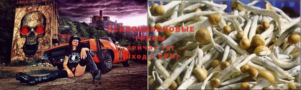 индика Абаза